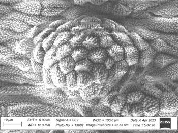 Media type: image;   Invertebrate Zoology 32029 Description: SEM image of specimen.;  Aspect: ventral